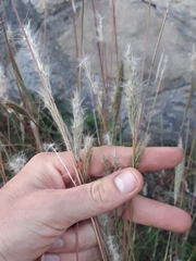 Bothriochloa barbinodis