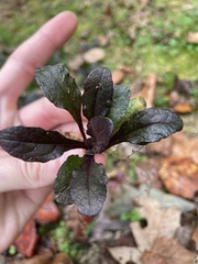 Ajuga reptans