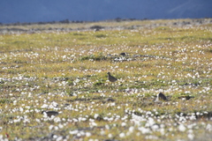 Charadrius morinellus