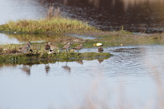 Calidris pusilla
