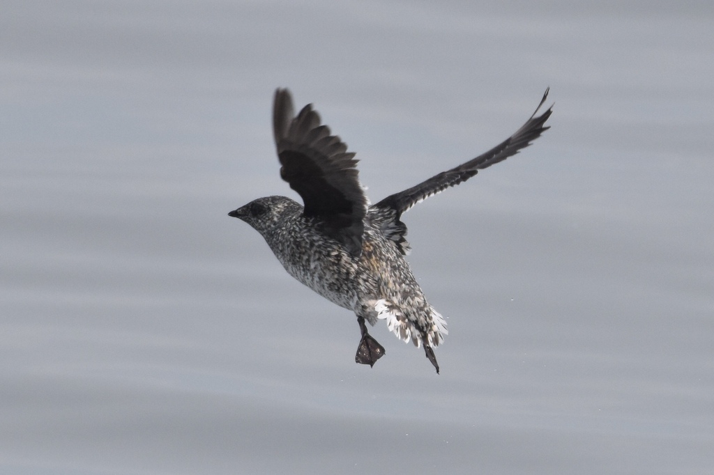 Kittlitz's Murrelet