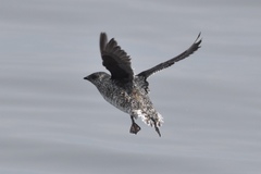 Kittlitz's Murrelet photo 3