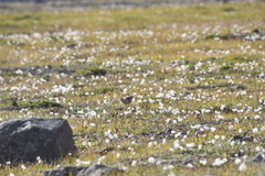 Charadrius morinellus