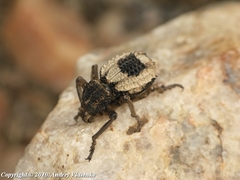 Brachycerus