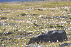 Charadrius morinellus