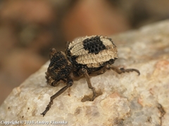 Brachycerus
