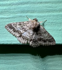 Eudesmeola lawsoni