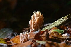 Ramaria stricta
