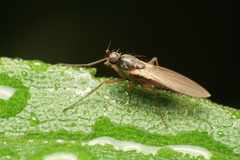 Lonchoptera bifurcata