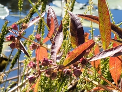 Decodon verticillatus