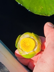 Nuphar advena