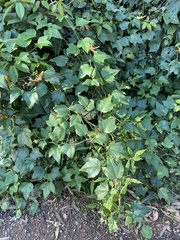 Passiflora herbertiana