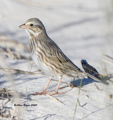 Passerculus sandwichensis princeps
