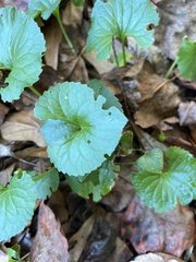 Asarum