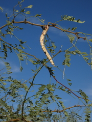 Prosopis velutina