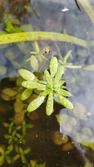Callitriche