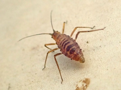 Euceraphis