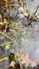 Callitriche