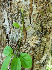 Amphilophium gnaphalanthum