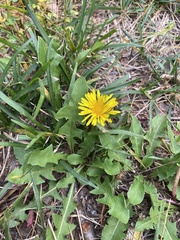 Taraxacum