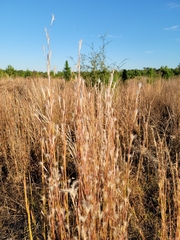 Andropogon ternarius