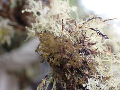 Tuckermanopsis chlorophylla