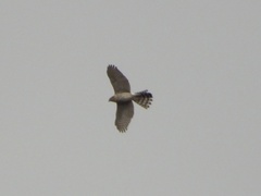Accipiter
