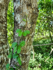 Amphilophium gnaphalanthum