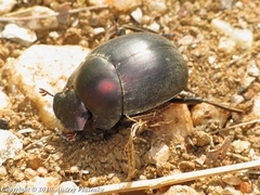 Chalconotus convexus