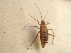 Euceraphis