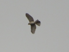 Accipiter