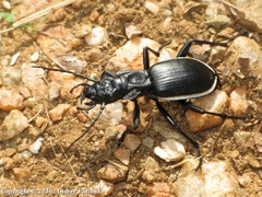 Anthia circumscripta