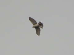 Accipiter