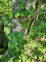 Amphilophium gnaphalanthum