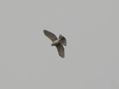 Accipiter