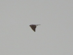 Accipiter