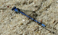 Argia extranea
