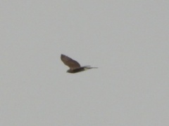 Accipiter