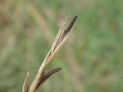 Claviceps purpurea