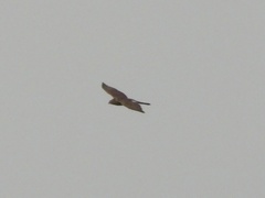 Accipiter