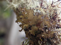 Tuckermanopsis chlorophylla