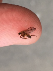 Simuliidae