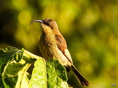 Nectariniidae