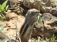 Atlantoxerus getulus