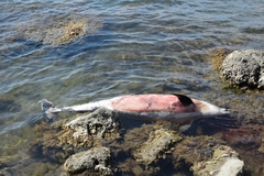 Tursiops truncatus ponticus