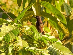 Nectariniidae