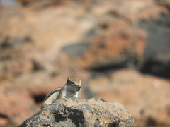 Atlantoxerus getulus