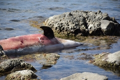 Tursiops truncatus ponticus