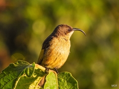 Nectariniidae