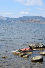 Tursiops truncatus ponticus